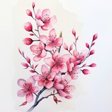 Watercolor  sakura branche