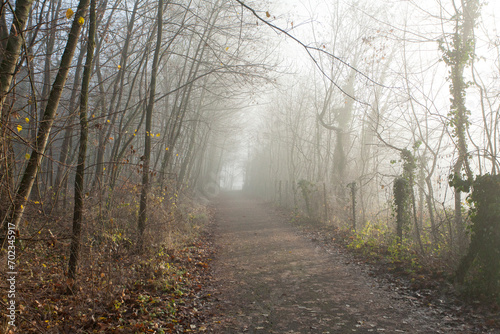 fog over the field, cold morning, late autumn in park © Morgenstjerne