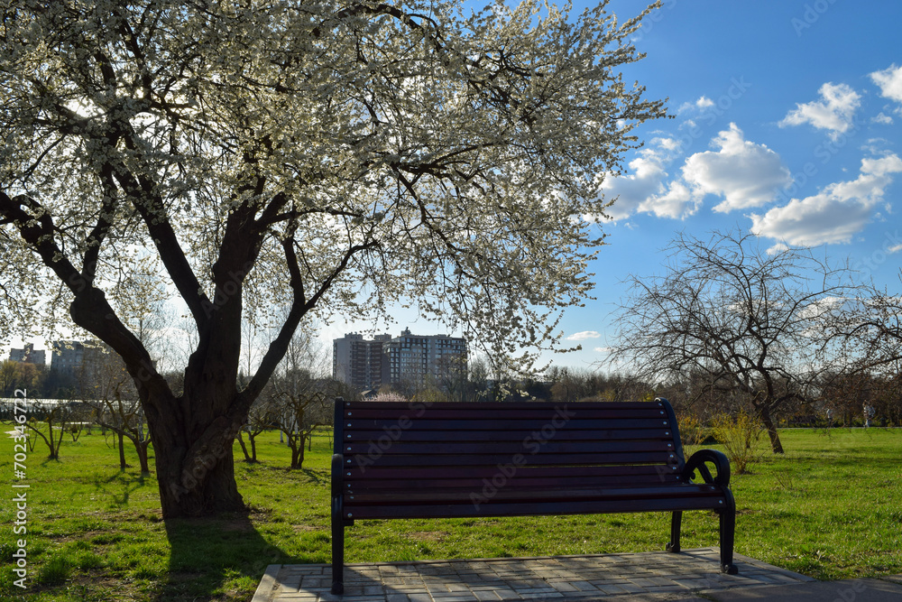 Park Perfection: A Stunning Blossom Tree in Full Bloom Park Perfection: A Stunning Blossom Tree in Full Bloom