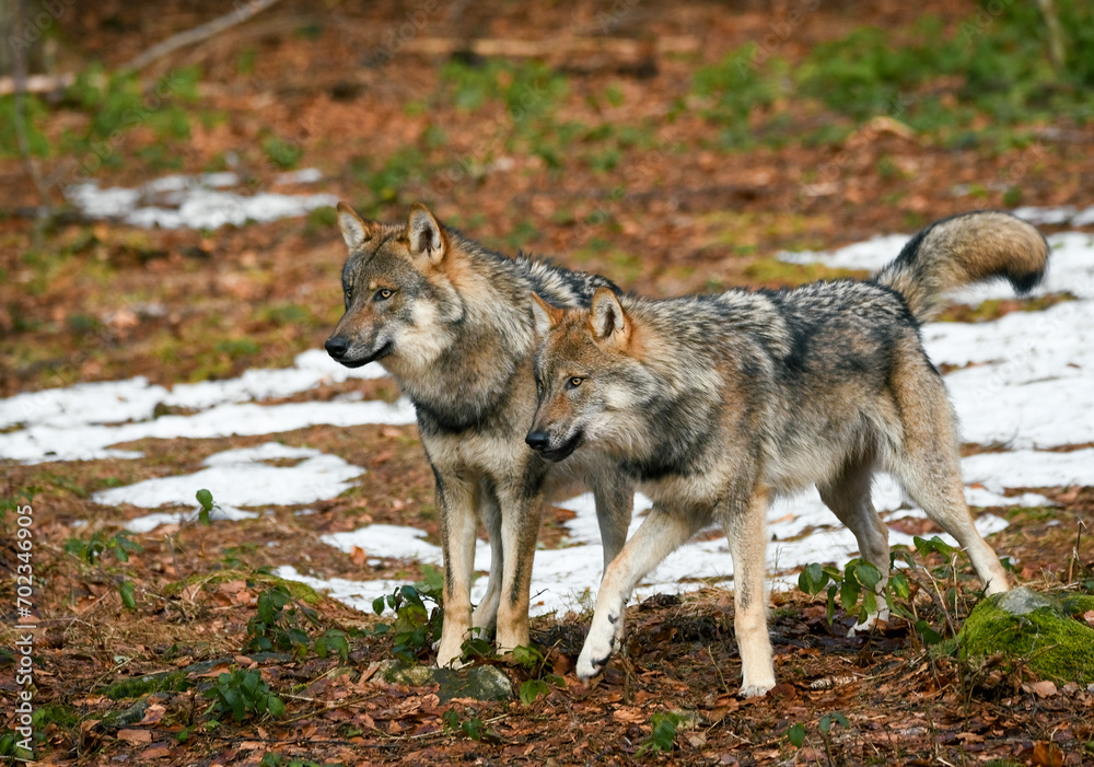 Enchanting European forest springs to life with the majestic presence of two wolves, captured in a breathtaking moment of wilderness harmony.