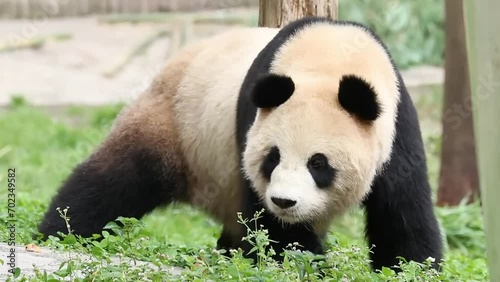 Ginat Panda Walking on the Yard, Wolong Giant Panda Nature Reserve, Shenshuping, China photo