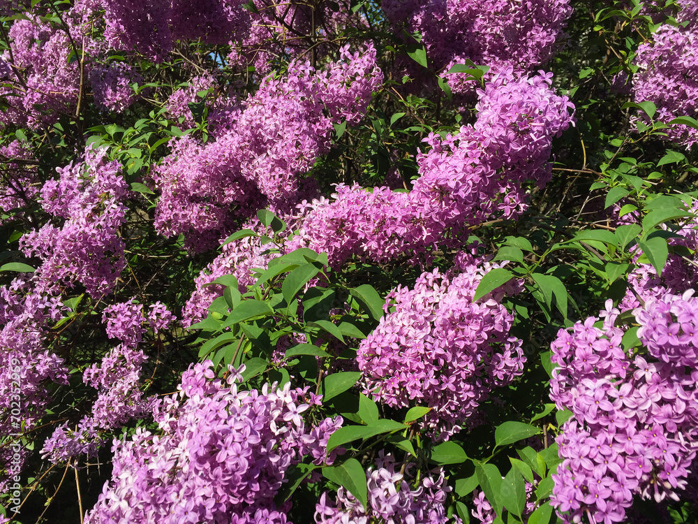 Obraz premium Blossoming purple lilac in the garden. Close-up. Nature background.