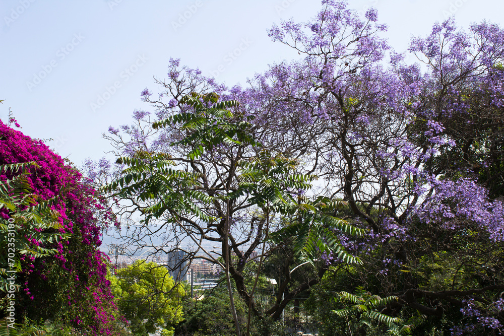 Beautiful view of the pink and purple flowers on the spring day. Close-up. Cagliari. Italy. Beautiful view of the pink and purple flowers on the spring day. Close-up. Cagliari. Italy.