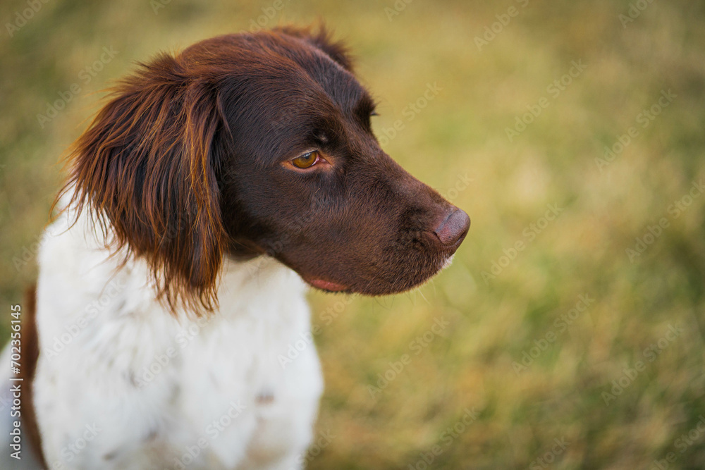 Munsterlander Dog Breed brown with white animal Munsterlander Dog Breed brown with white animal