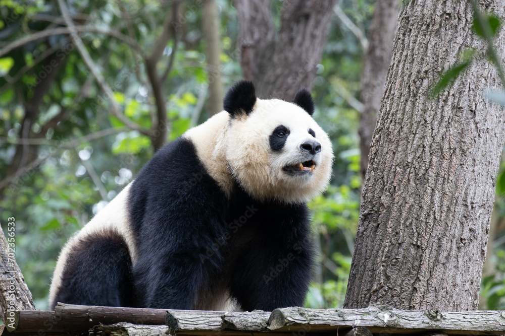Close up female panda, Yuan Run, Chengdu, China