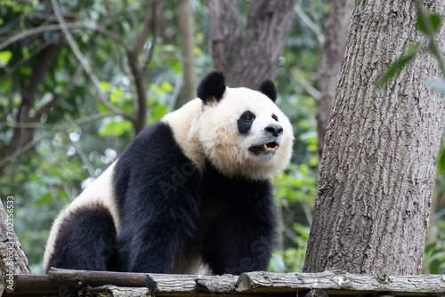 Close up female panda, Yuan Run, Chengdu, China © foreverhappy