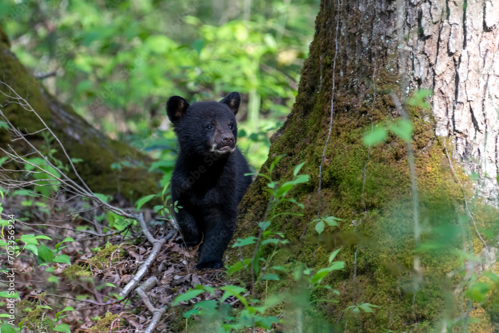 Fototapeta premium Black bear cub looking up into the tress