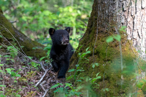 Black bear cub looking up into the tress