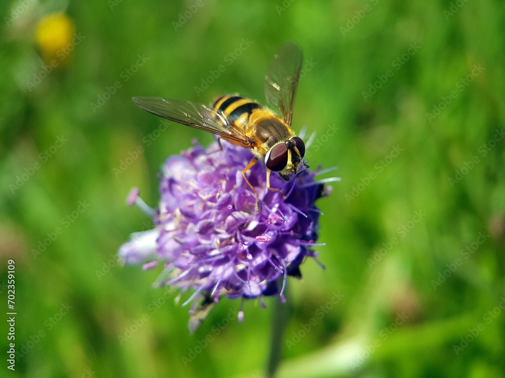 fly on a flower fly on a flower