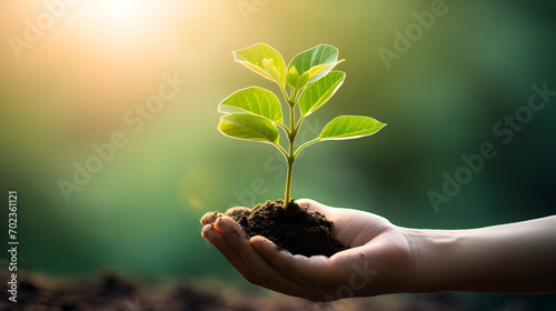 Hand holding small plant in sunshine with green nature background