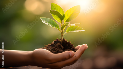 Hand holding young plant in sunshine with green nature background