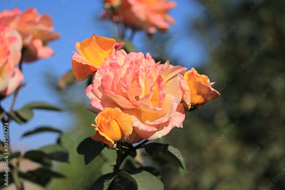 orange rose in the garden