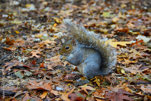 Gray Squirrel (Sciurus carolinensis) collects nuts in the park, Wild animals, Manhattan, New York, USA