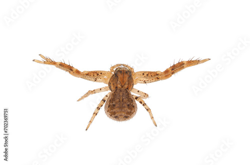 Common crab spider isolated on white background, Xysticus cristatus photo