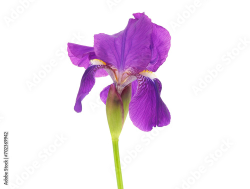 Bearded iris flower isolated on white background, Iris germanica