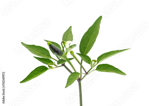Hot chili pepper plant isolated on white background  Capiscum annuum