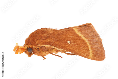 Grass eggar moth isolated on white background, Lasiocampa trifolii photo