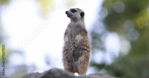 The meerkat (Suricata suricatta), portrait of suricate in lookout position. photo