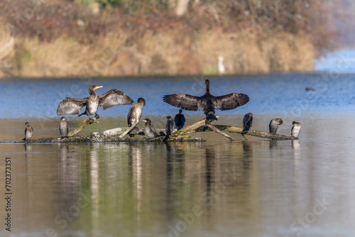 Great cormorant (Phalacrocorax carbo) and Pygmy cormorant (Microcarbo pygmaeus) perched on a branch.