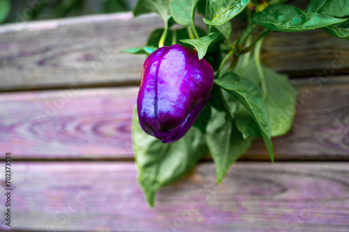 Fototapeta Naklejka Na Ścianę i Meble -  Purple chili pepper isolated. Wery spicy and hot pepper.