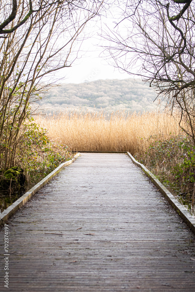 Path into the Reeds