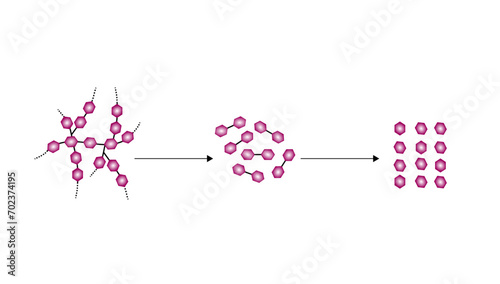 	
Carbohydrates Digestion. Amylase and Maltase Enzymes catalyze Polysaccharide Starch Molecule to Disaccharides and Monosaccharide, glucose Sugar Formation. Scientific Diagram. Vector Illustration.