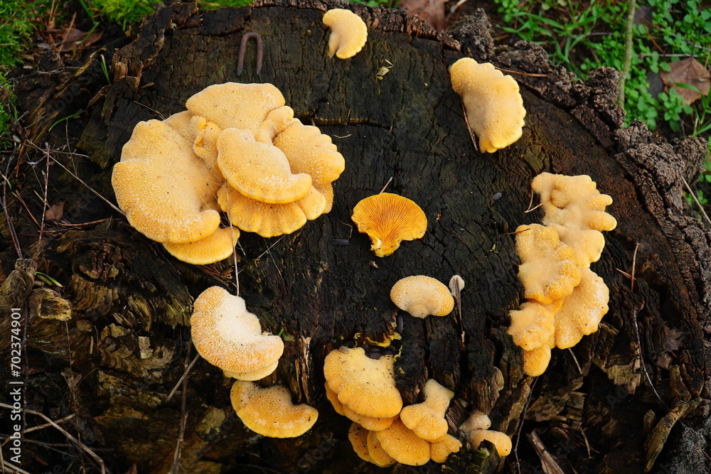Phyllotopsis nidulans, known as the mock oyster or orange oyster, family Phyllotopsidaceae is a type species of the genus Phyllotopsis. Garbsen Osterwald, Germany. Phyllotopsis nidulans, known as the mock oyster or orange oyster, family Phyllotopsidaceae is a type species of the genus Phyllotopsis. Garbsen Osterwald, Germany.