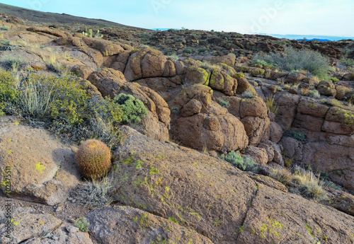 California barrel cactus, compass barrel (Ferocactus cylindraceus), cacti grow on stones in the desert. Arizona Cacti photo