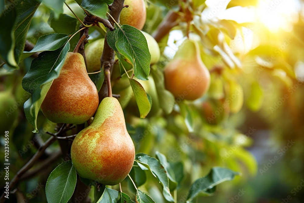 Harvest: Organic Ripe Pears on Branches in a Sunny Fruiting Garden Harvest: Organic Ripe Pears on Branches in a Sunny Fruiting Garden
