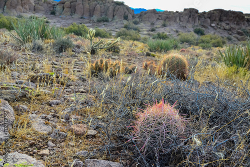 California barrel cactus, compass barrel (Ferocactus cylindraceus), cacti grow on stones in the desert. Arizona Cacti photo