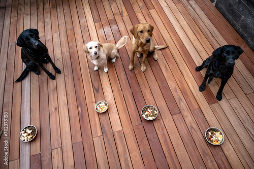 Four beautfiul obedient dogs waiting patiently for their meals photo
