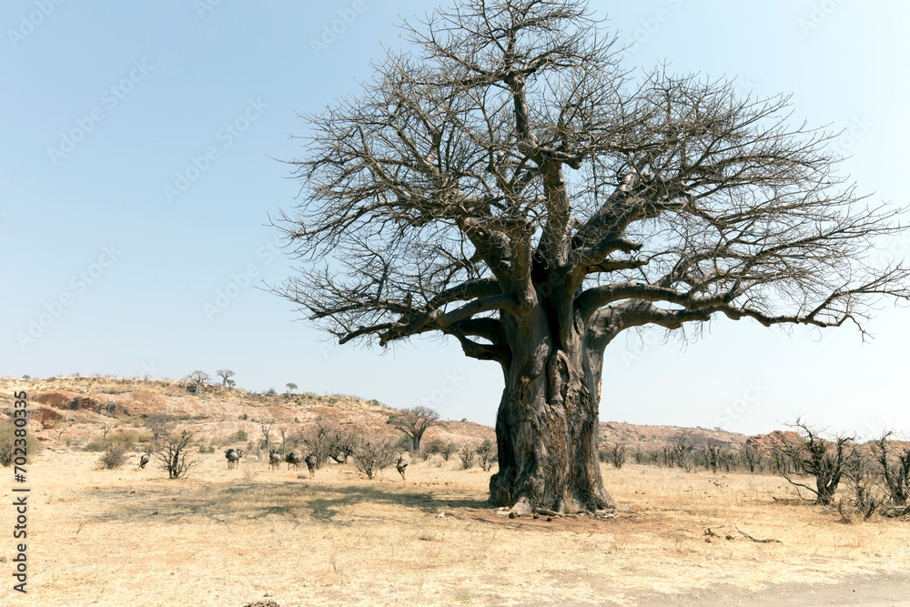 A photo of Baobab tree