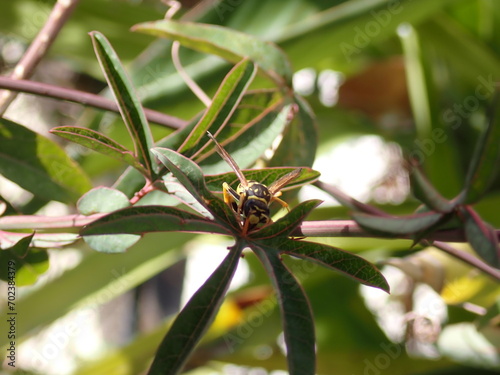 Abeja sobre una hoja