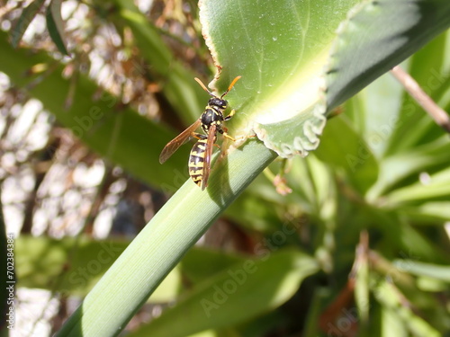 Abeja sobre una hoja