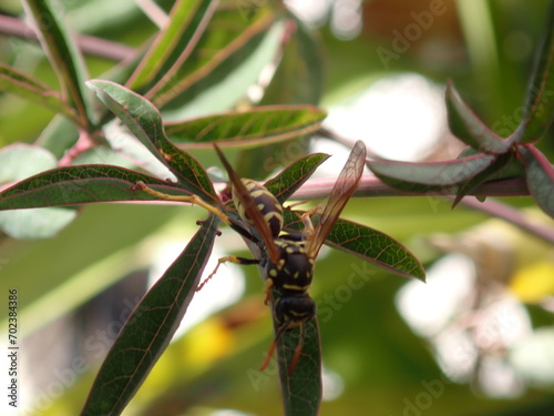 Abeja sobre una hoja
