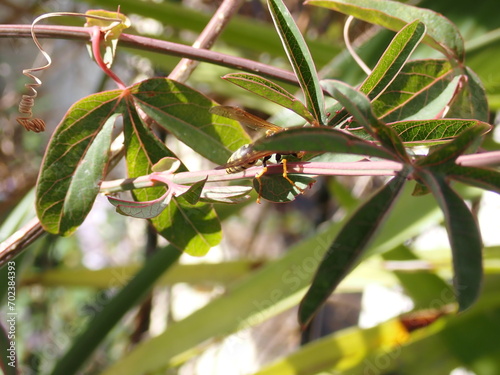 Abeja sobre una hoja