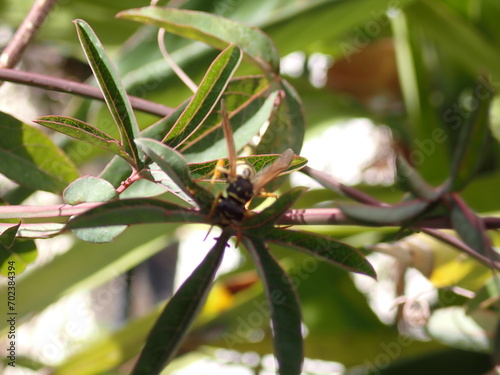 Abeja sobre una hoja