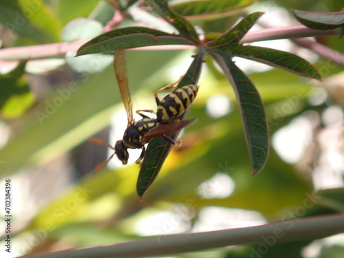 Abeja sobre una hoja