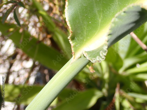 Abeja sobre una hoja