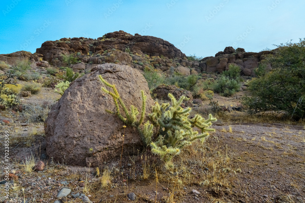 Cacti in a mountain valley, Teddy bear cholla (Cylindropuntia bigelovii), Arizona