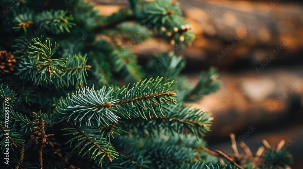 Rustic Christmas: Spruce Branch Background for Holiday Decorations