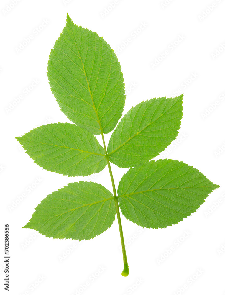 Twigs with young raspberry leaves. Young shoots for decoration ,transparent, png. Green leaf of raspberry Twigs with young raspberry leaves. Young shoots for decoration ,transparent, png. Green leaf of raspberry