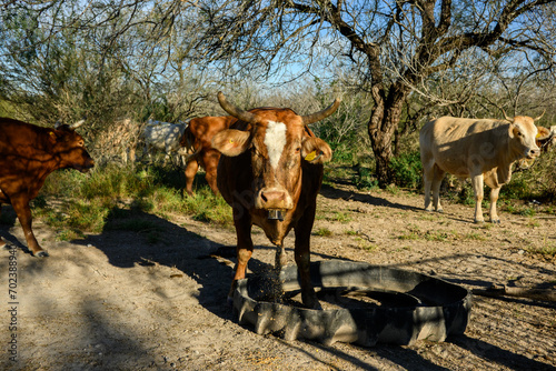 Wallpaper Mural Toro Torontodigital.ca