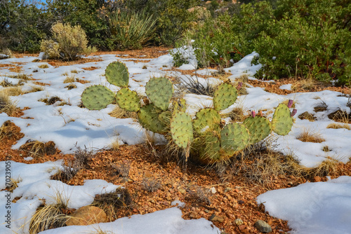 Cacti Opuntia sp. in the snow, cold winter in nature, desert plants survive frost in the snow