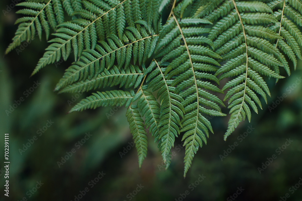 Beautiful fresh fern leaves on a dark background. Beautiful fresh fern leaves on a dark background.