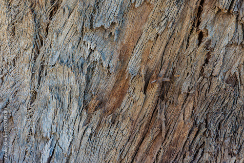 texture of the bark of tree