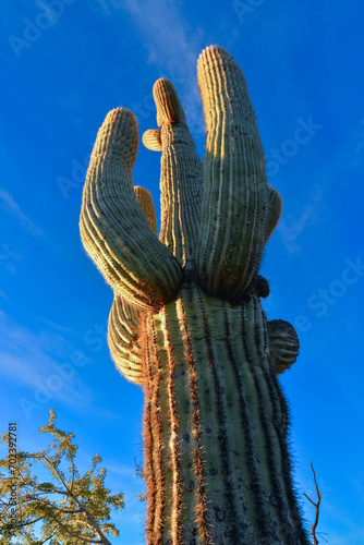 Saguaro Cactus (Carnegiea gigantea) in desert, giant cactus against a blue sky in winter in the desert of Arizona, USA photo