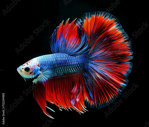 Capture the moving moment of red-blue siamese fighting fish,betta fish,betta splendens isolated on black background. 