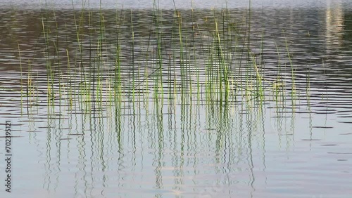 Pond lake with water weed, reed and emergent plants vegetation