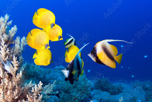 Underwater image of coral reef and School of Masked Butterfly Fish.

